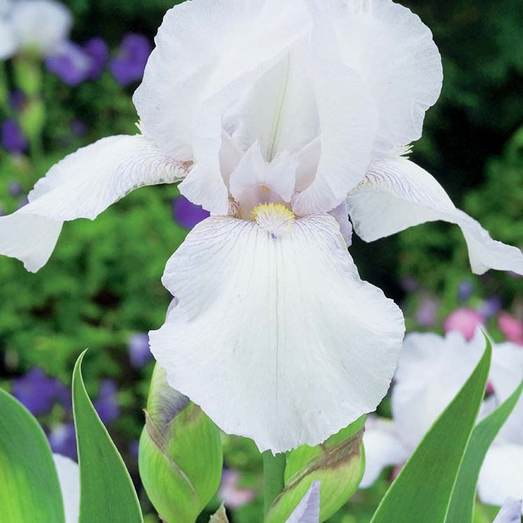 Bulbi de Iris Germanica "Bianca", Alb