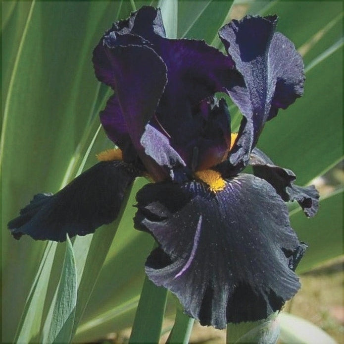 Bulbi de Iris Germanica "Black Knight"