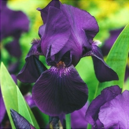 Bulbi de Iris Germanica "Black Knight"