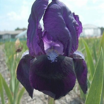 Bulbi de Iris Germanica "Black Knight"