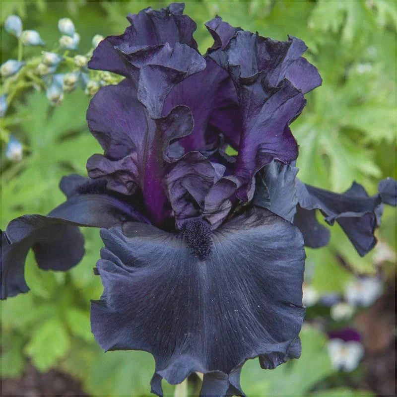 Bulbi de Iris Germanica "Black Suited"