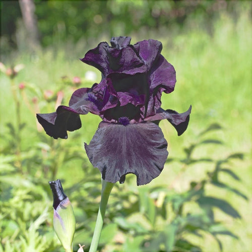 Bulbi de Iris Germanica "Black Suited"