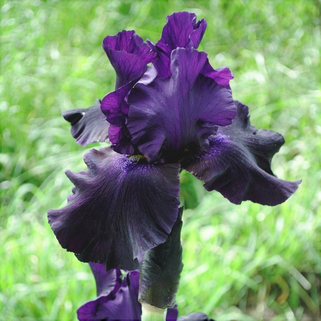Bulbi de Iris Germanica "Black Suited"