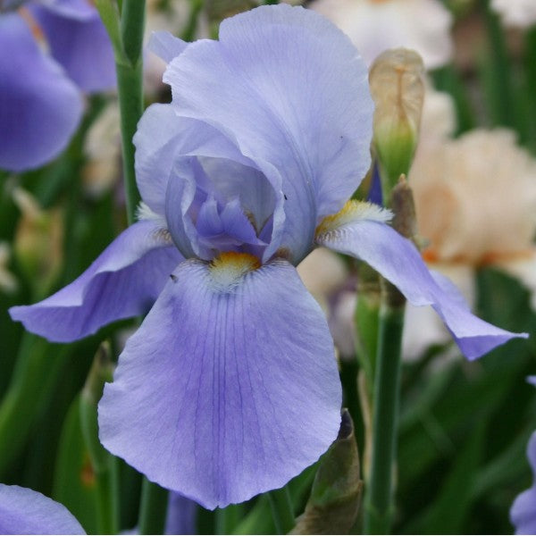 Bulbi de Iris Germanica "Blue Rhythm"