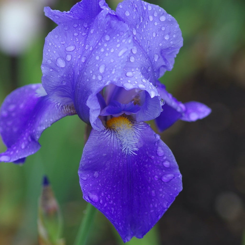 Bulbi de Iris Germanica "Blue Rhythm"