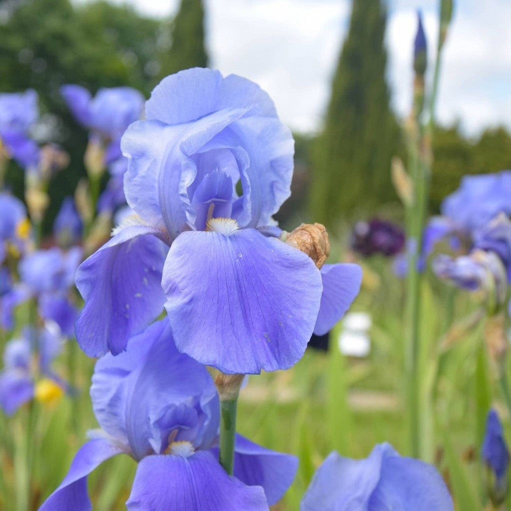 Bulbi de Iris Germanica "Blue Rhythm"