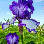 Bulbi de Iris Germanica "Blue Staccato"