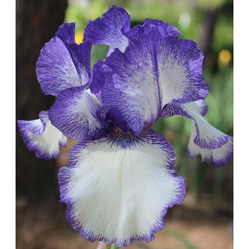 Bulbi de Iris Germanica "Blue Staccato"