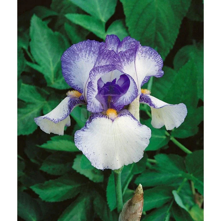 Bulbi de Iris Germanica "Blue Staccato"