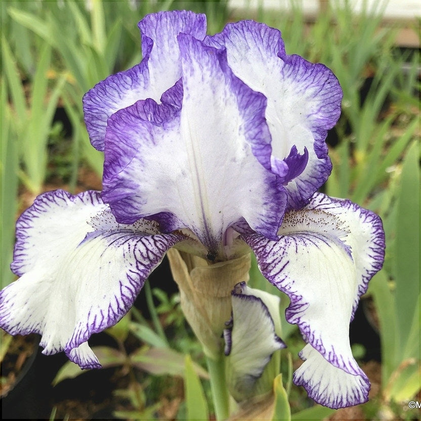 Bulbi de Iris Germanica "Bolt Print"