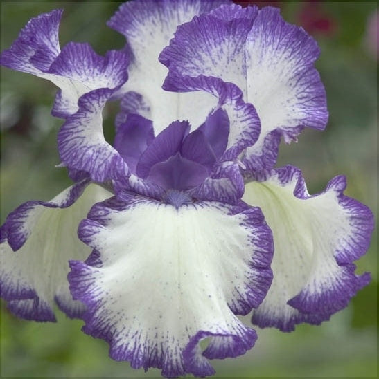 Bulbi de Iris Germanica "Bolt Print"