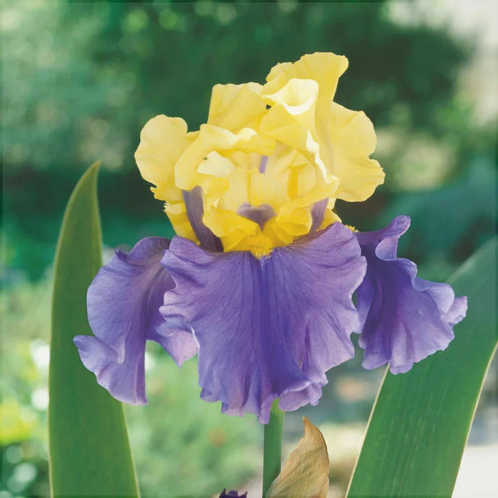 Bulbi de Iris Germanica "Edith Wolford", Galben-Albastru, 1 Bucata