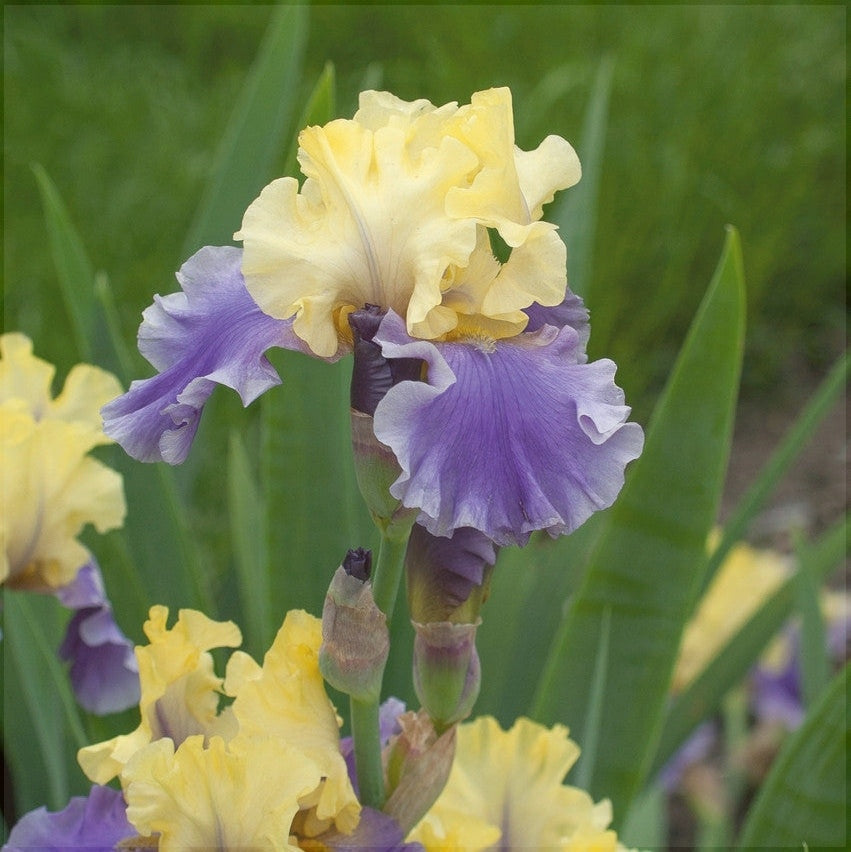 Bulbi de Iris Germanica "Edith Wolford"
