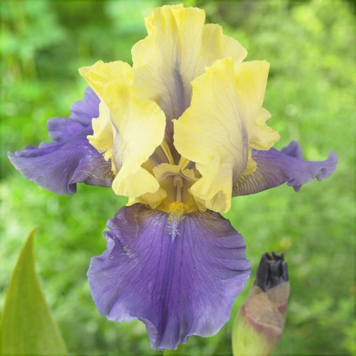 Bulbi de Iris Germanica "Edith Wolford", Galben-Albastru, 1 Bucata
