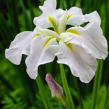 Bulbi de Iris Germanica "Ensata Gold Bound"