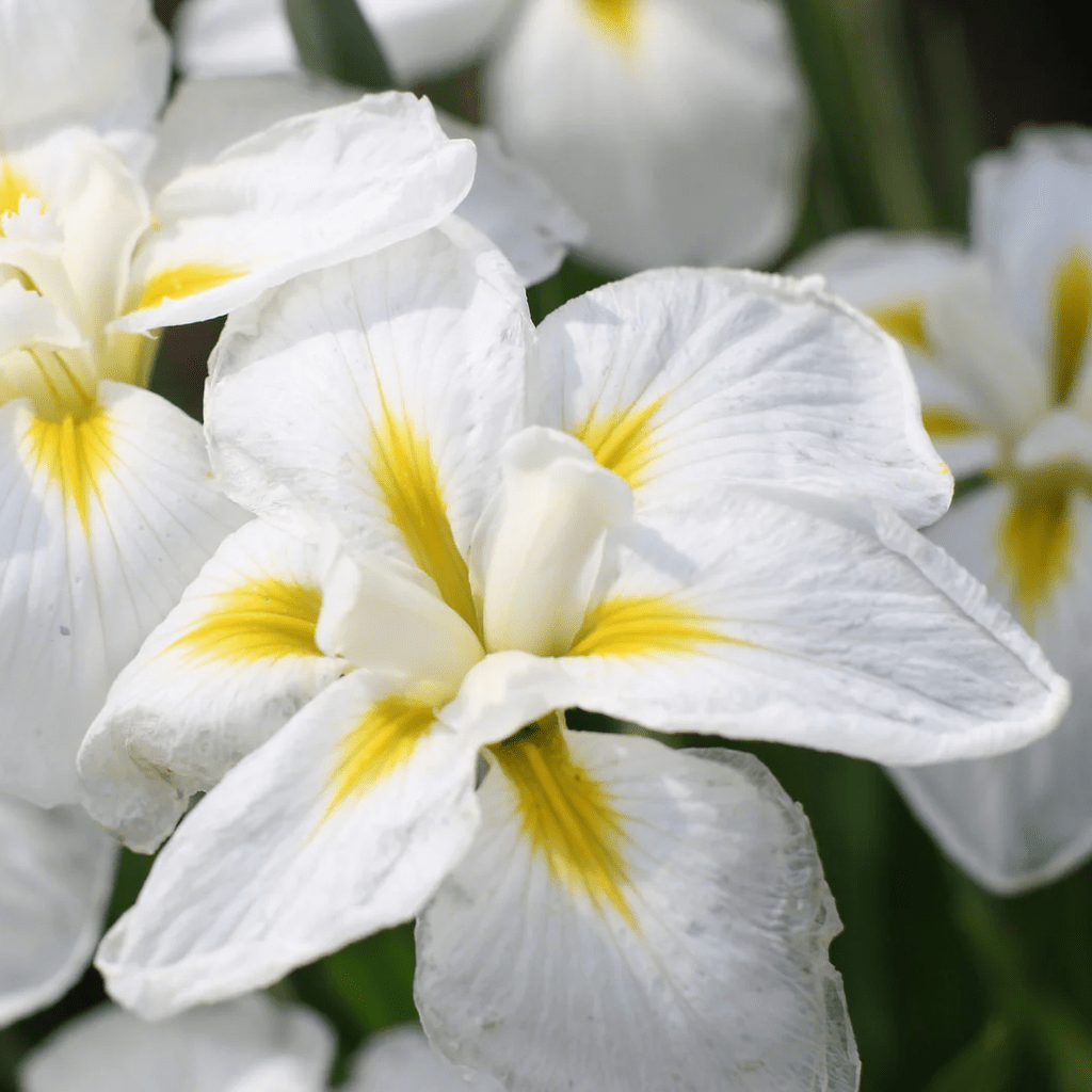 Bulbi de Iris Germanica "Ensata Gold Bound"