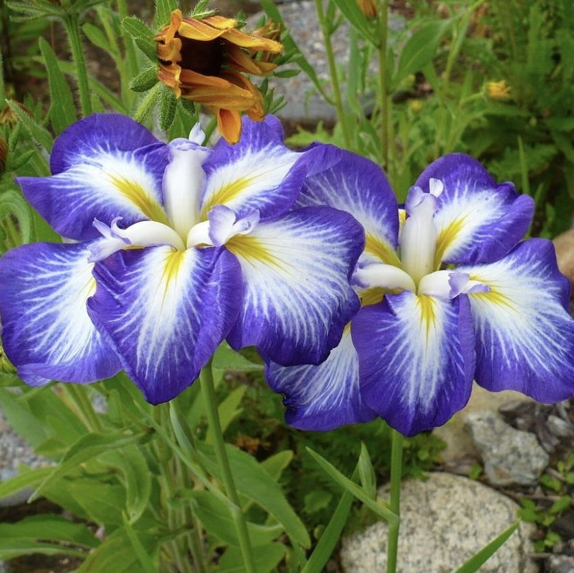 Bulbi de Iris Germanica "Ensata Gusto"