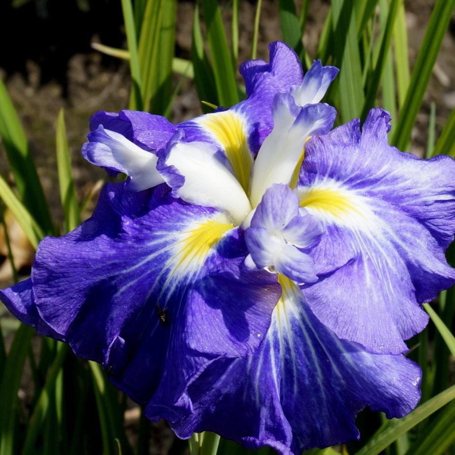 Bulbi de Iris Germanica "Ensata Gusto"