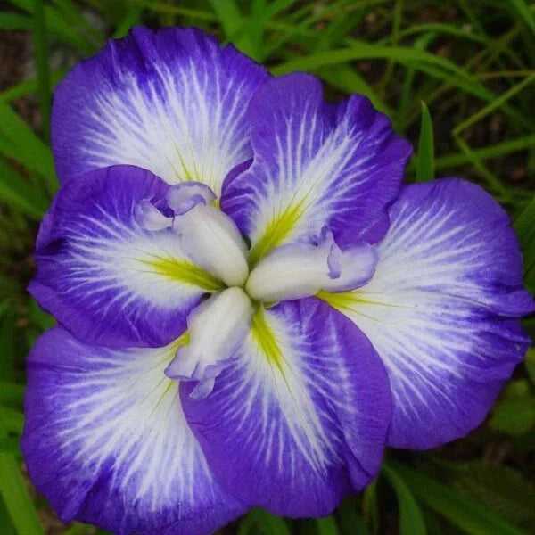 Bulbi de Iris Germanica "Ensata Gusto"