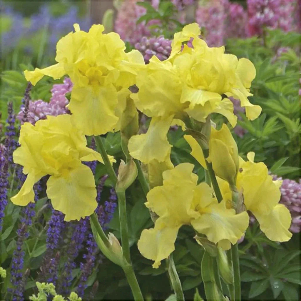 Bulbi de Iris Germanica "Harvest of Memories"