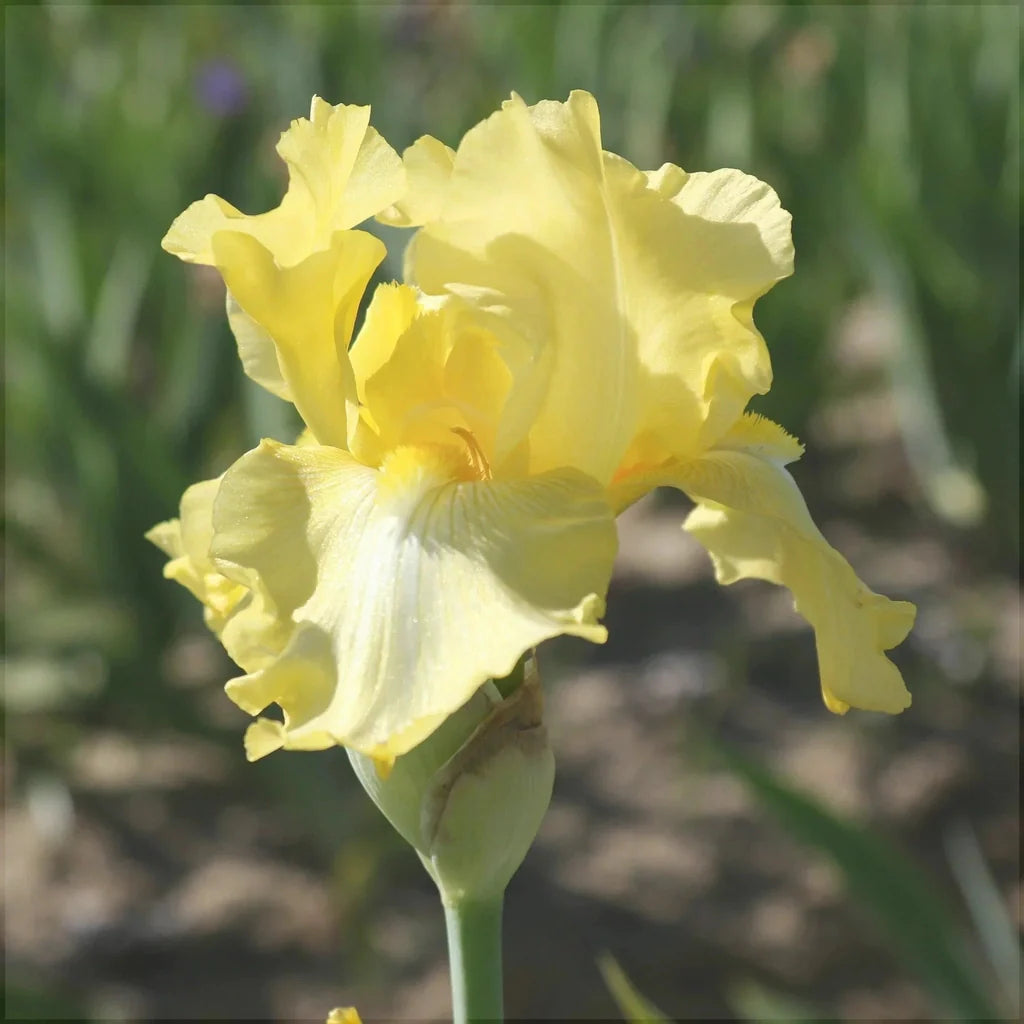 Bulbi de Iris Germanica "Harvest of Memories"