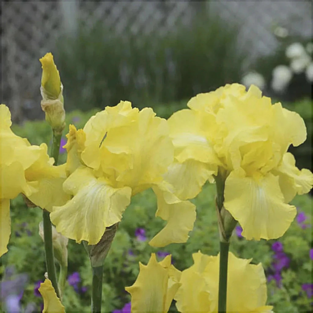 Bulbi de Iris Germanica "Harvest of Memories"