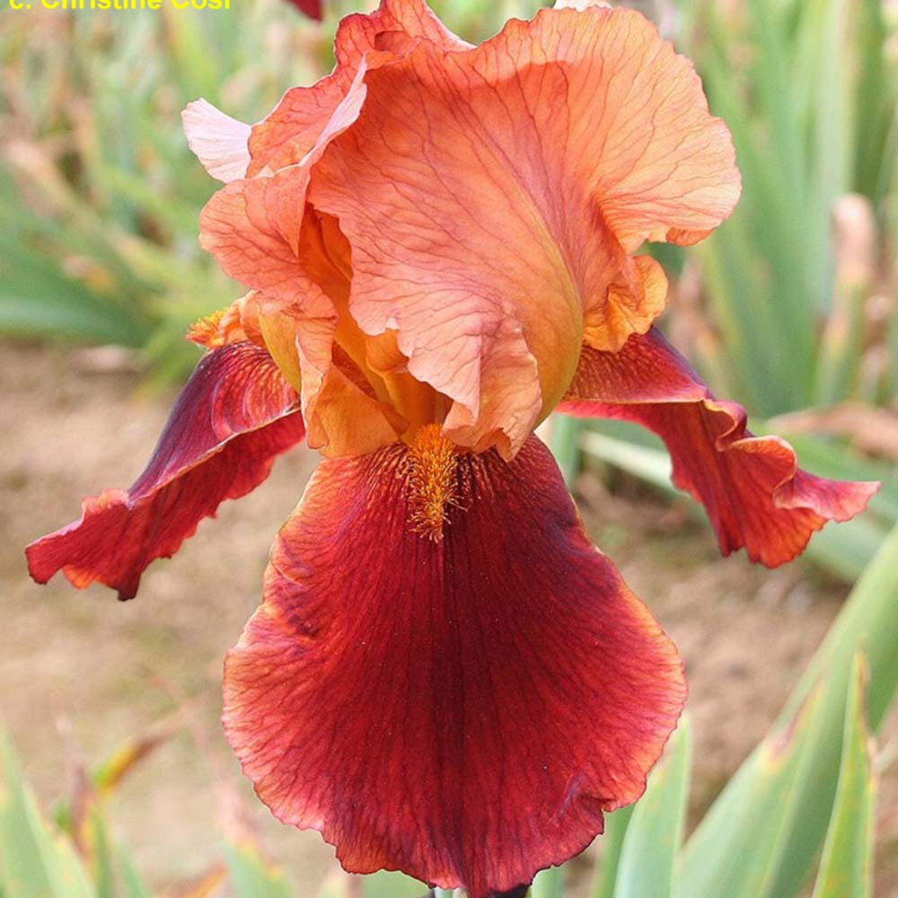 Bulbi de Iris Germanica "Natchez Trace"