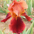 Bulbi de Iris Germanica "Natchez Trace"