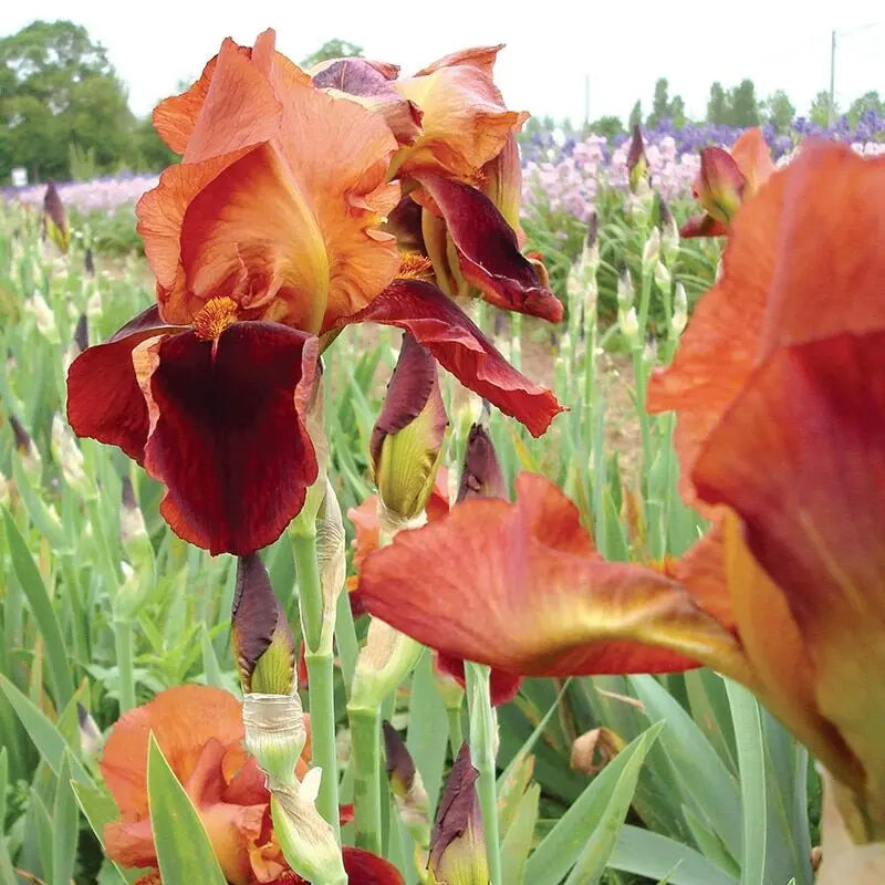 Bulbi de Iris Germanica "Natchez Trace"