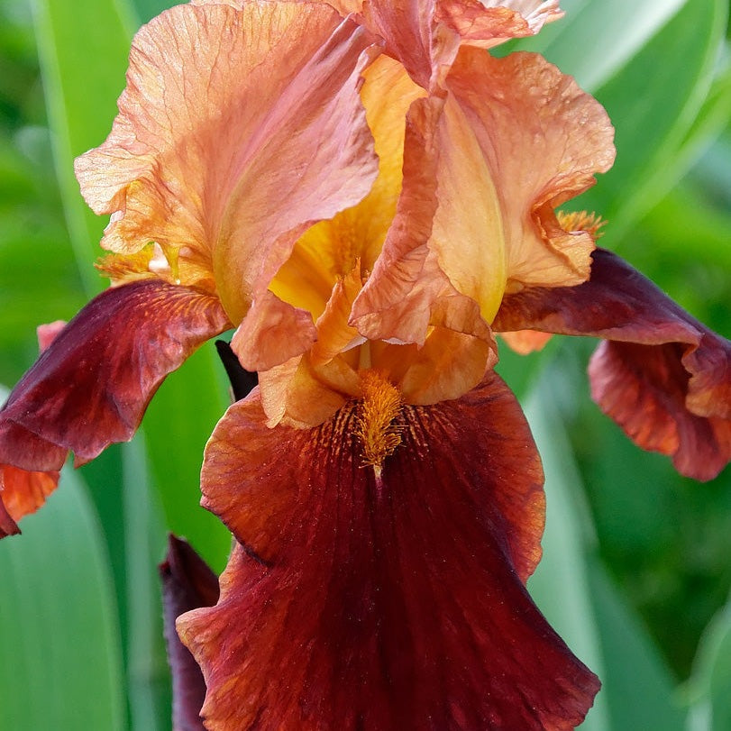 Bulbi de Iris Germanica "Natchez Trace"