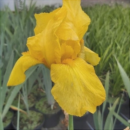 Bulbi de Iris Germanica "Ola Kala"