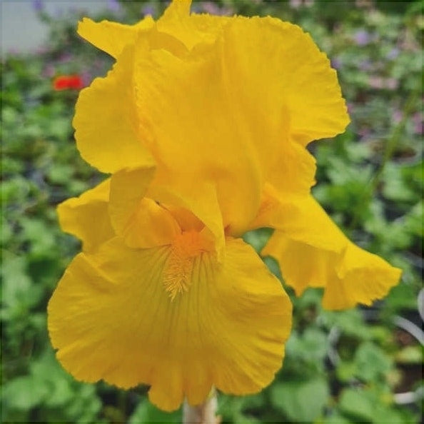 Bulbi de Iris Germanica "Ola Kala"