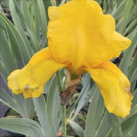 Bulbi de Iris Germanica "Ola Kala"