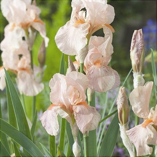 Bulbi de Iris Germanica "Paradise"