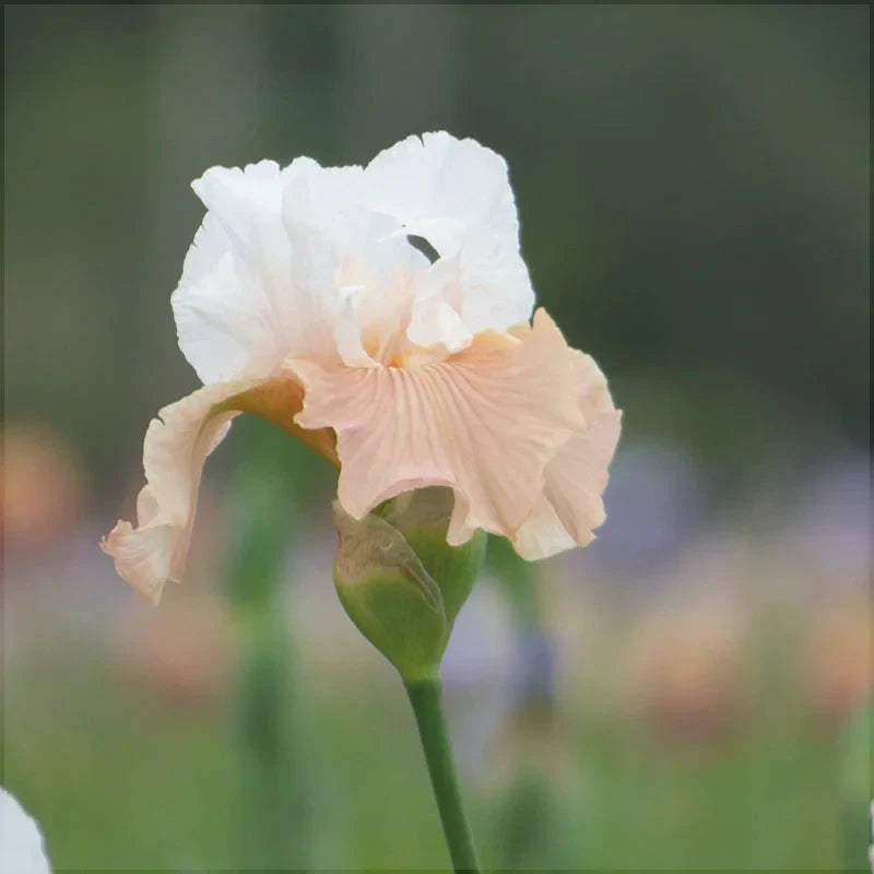 Bulbi de Iris Germanica "Paradise"