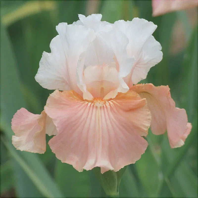Bulbi de Iris Germanica "Paradise"