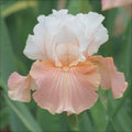 Bulbi de Iris Germanica "Paradise"
