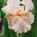 Bulbi de Iris Germanica "Party Dress"