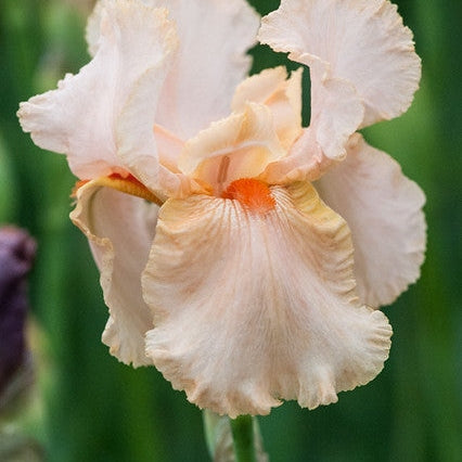 Bulbi de Iris Germanica "Party Dress"