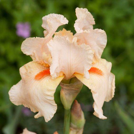 Bulbi de Iris Germanica "Party Dress"