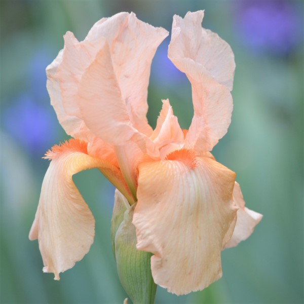 Bulbi de Iris Germanica "Party Dress"
