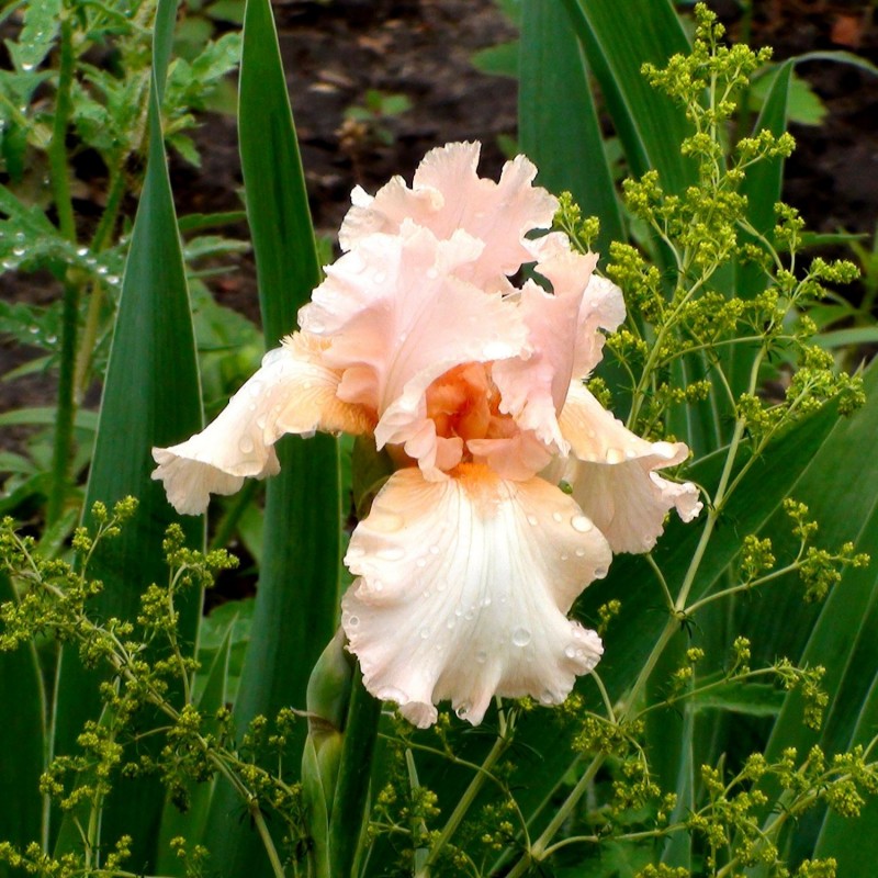 Bulbi de Iris Germanica "Pink Tafette"