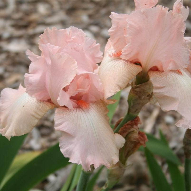 Bulbi de Iris Germanica "Pink Tafette"