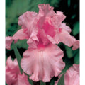 Bulbi de Iris Germanica "Pink Tafette"