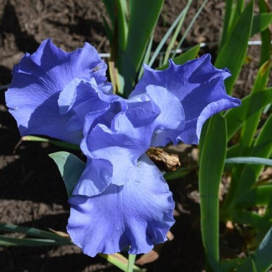 Bulbi de Iris Germanica "Sea Double"