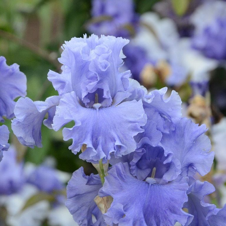 Bulbi de Iris Germanica "Sea Double"