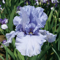 Bulbi de Iris Germanica "Sea Double"