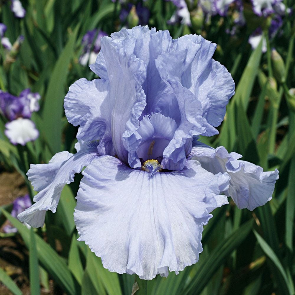 Bulbi de Iris Germanica "Sea Double"