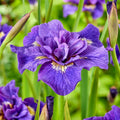 Bulbi de Iris Siberica Double Standard