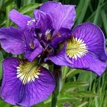 Bulbi de Iris Siberica Double Standard